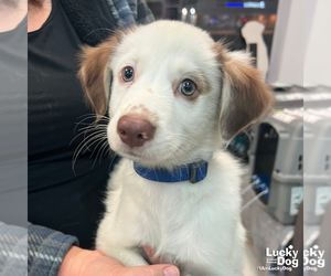 Border Collie-Unknown Mix Dogs for adoption in Washington, DC, USA