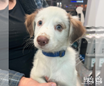 Small Border Collie Mix