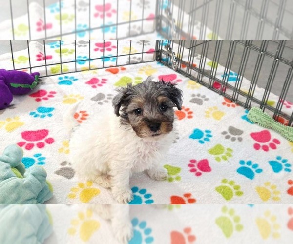 Medium Photo #9 Havapoo Puppy For Sale in ORO VALLEY, AZ, USA