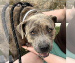 Small #2 Mutt