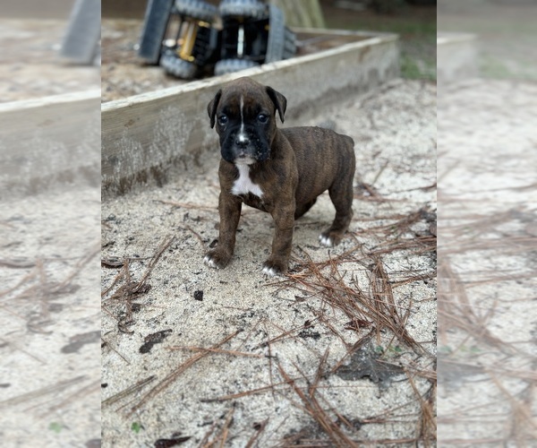 Medium Photo #1 Boxer Puppy For Sale in ABBEVILLE, SC, USA