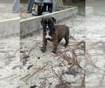 Small Boxer