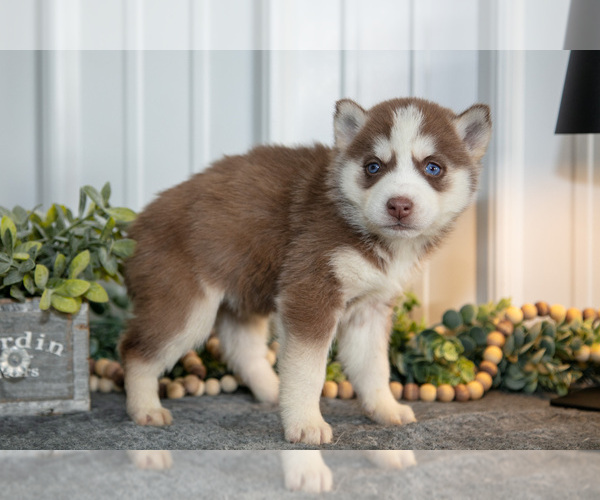 Medium Photo #3 Siberian Husky Puppy For Sale in SHREVE, OH, USA
