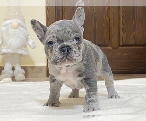 French Bulldog Puppy for sale in NEW YORK, NY, USA
