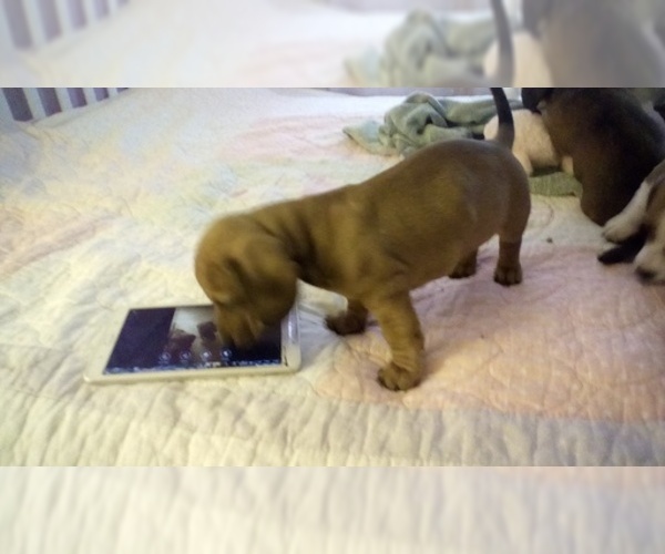 Medium Photo #11 Dachshund Puppy For Sale in GARDEN GROVE, CA, USA