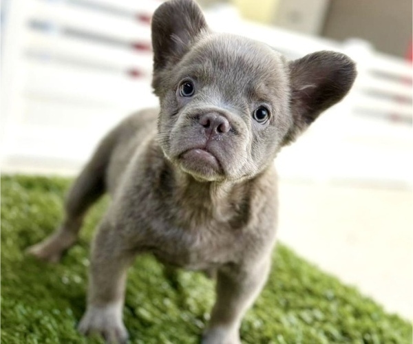 Medium Photo #8 French Bulldog Puppy For Sale in LITITZ, PA, USA