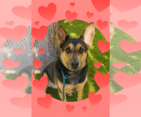 Medium Photo #2 Australian Shepherd-German Shepherd Dog Mix Puppy For Sale in Phoenix, AZ, USA