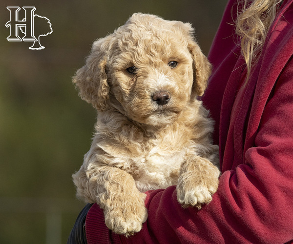 Medium Photo #1 Poodle (Standard) Puppy For Sale in ELLENBORO, NC, USA