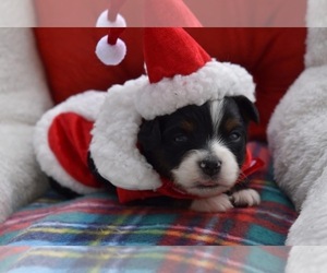 Miniature Australian Shepherd Puppy for sale in PALM COAST, FL, USA
