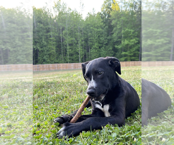 Medium Photo #2 American Staffordshire Terrier-Labrador Retriever Mix Puppy For Sale in Holly Springs, NC, USA