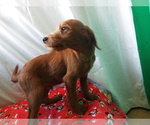 Small Photo #2 Labrador Retriever-Poodle (Toy) Mix Puppy For Sale in PATERSON, NJ, USA