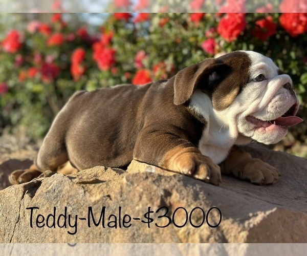 Medium Photo #6 Bulldog Puppy For Sale in SPRING, TX, USA