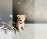 Puppy Ivy Shiba Inu