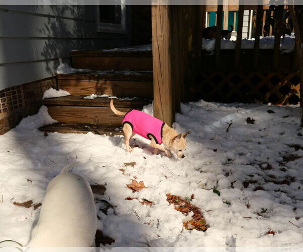Medium Photo #5 Chihuahua Puppy For Sale in Spring Lake, NC, USA