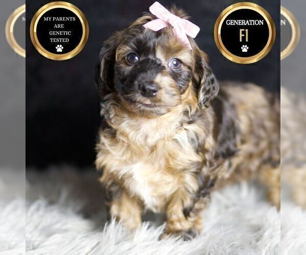 Medium Photo #9 YorkiePoo Puppy For Sale in WARSAW, IN, USA