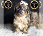 Small Photo #9 YorkiePoo Puppy For Sale in WARSAW, IN, USA