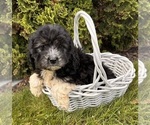 Small #3 Cockapoo
