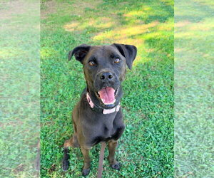 Winnie - Female Boxador Dog for Adoption - Photo #4