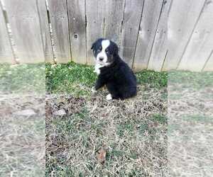 Australian Shepherd Puppy for sale in ALERT, IN, USA