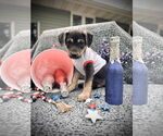 Small #1 Catahoula Leopard Dog-Great Pyrenees Mix