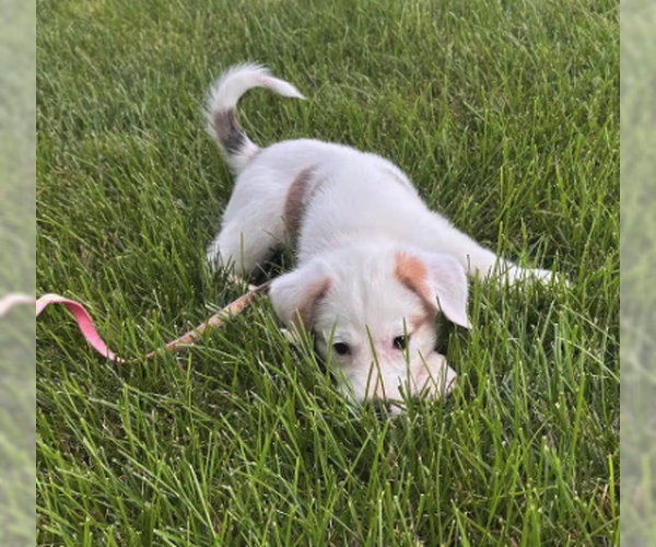 Medium Photo #4 Australian Shepherd-Unknown Mix Puppy For Sale in Plainfield, IL, USA