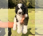 Small #23 Poodle (Standard)