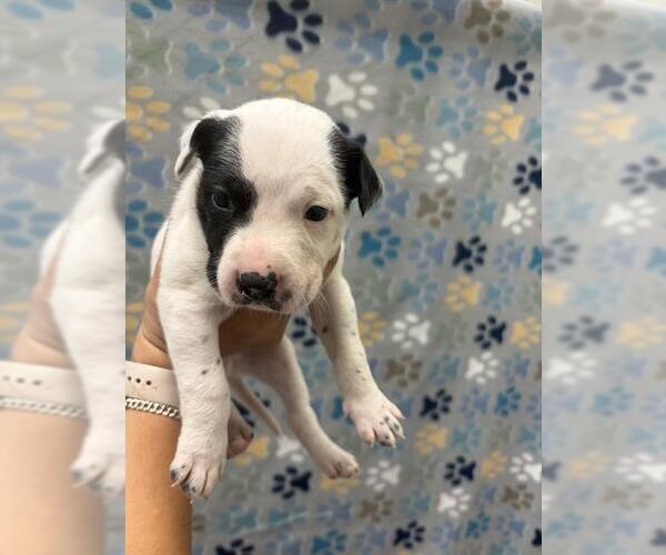 Medium Photo #1 Labrador Retriever-Unknown Mix Puppy For Sale in Rosenberg, TX, USA