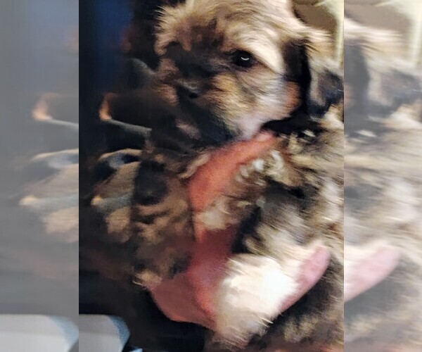 Medium Photo #4 Havapoo Puppy For Sale in POLO, MO, USA