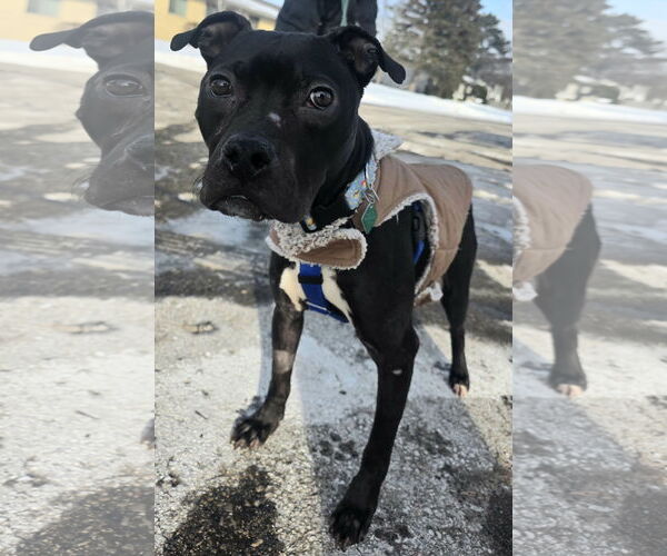 Medium Photo #5 Staffordshire Bull Terrier-Unknown Mix Puppy For Sale in Clarkston, MI, USA