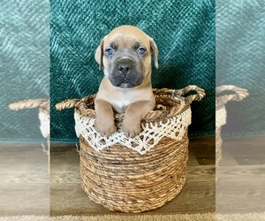 Cane Corso Puppy for sale in RAMONA, CA, USA