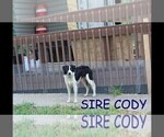 Small Photo #1 Border Collie Puppy For Sale in OSCEOLA, MO, USA