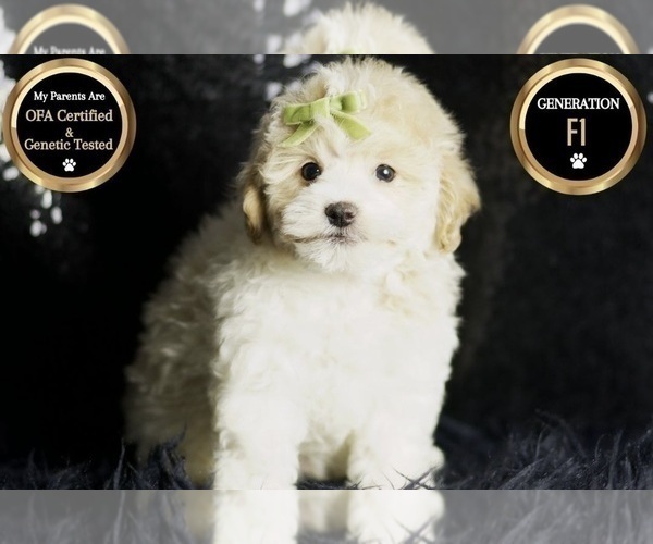 Medium Photo #16 Maltipoo (Miniature) Puppy For Sale in WARSAW, IN, USA
