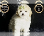 Small Photo #16 Maltipoo (Miniature) Puppy For Sale in WARSAW, IN, USA