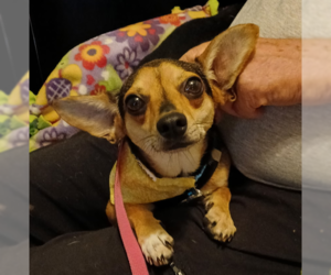 Chihuahua-Unknown Mix Dogs for adoption in Cranston, RI, USA