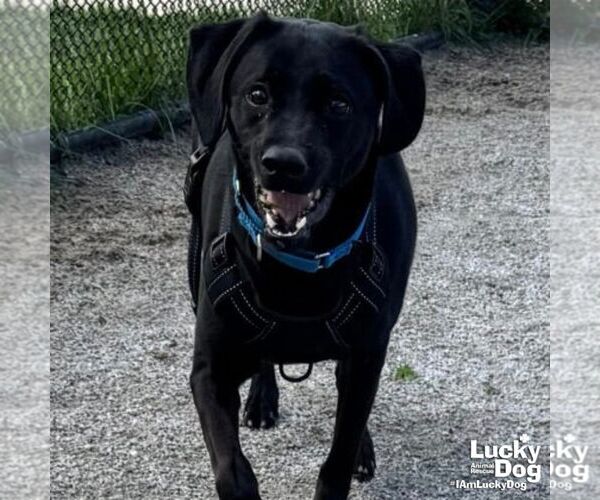 Medium Photo #3 Labrador Retriever-Unknown Mix Puppy For Sale in Washington, DC, USA