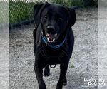 Small #2 Labrador Retriever Mix