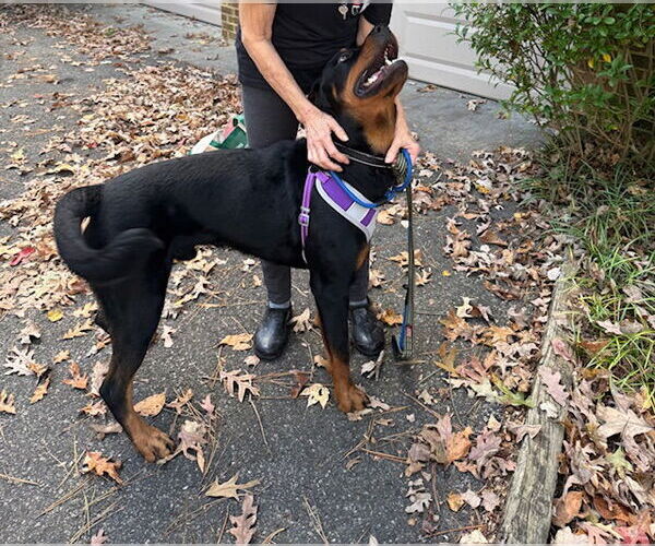 Medium Photo #7 Rottweiler-Unknown Mix Puppy For Sale in White Hall, AR, USA