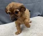 Small Photo #15 Chiweenie Puppy For Sale in SAINT AUGUSTINE, FL, USA