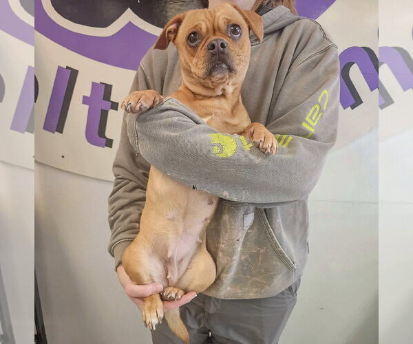 Medium Photo #3 Frenchie Pug Puppy For Sale in Huntley, IL, USA