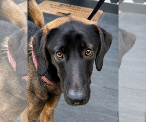 Mutt Dogs for adoption in Lee's Summit, MO, USA