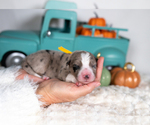 Small #3 Border Collie