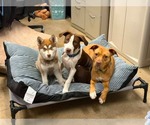 Small #7 Boxer Mix