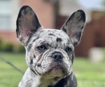 Small Photo #3 French Bulldog Puppy For Sale in PLANO, TX, USA
