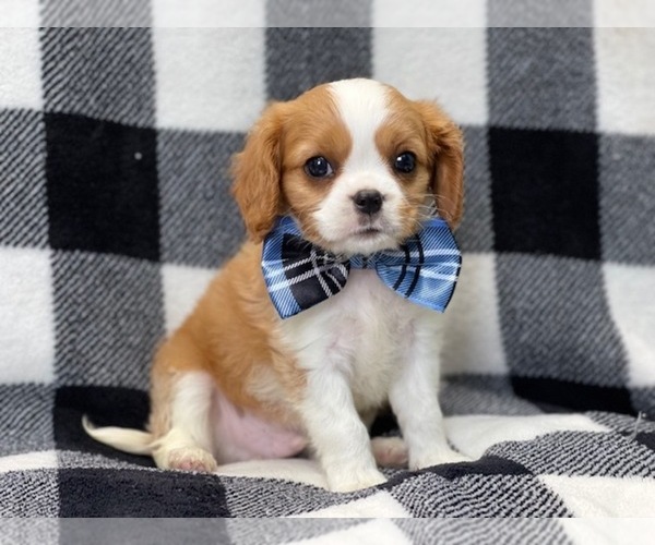 Medium Photo #9 Cavalier King Charles Spaniel Puppy For Sale in LAKELAND, FL, USA
