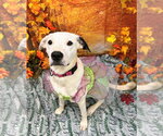 Small Photo #10 Labmatian Puppy For Sale in Bryant, AR, USA