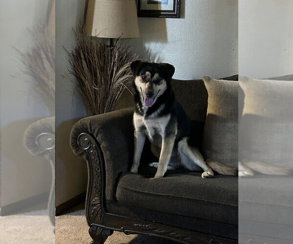 Medium Photo #5 Mutt Puppy For Sale in Springdale, PA, USA