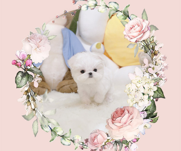 Medium Photo #1 Maltese Puppy For Sale in Seoul, Seoul, Korea, South