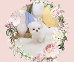 Small Photo #1 Maltese Puppy For Sale in Seoul, Seoul, Korea, South