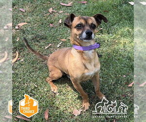Chihuahua-Unknown Mix Dogs for adoption in Irvine, CA, USA