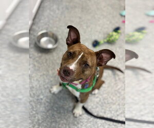 Snickers - Female American Staffordshire Terrier Dog for Adoption - Photo #6